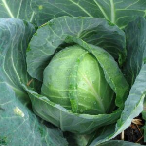 Cabbage Seeds