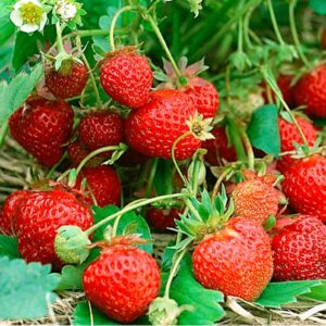 Strawberry Seeds