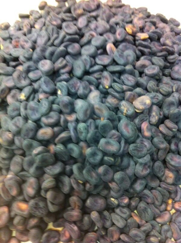Broad Bean Grano Violetto Winter Hardy - Image 2