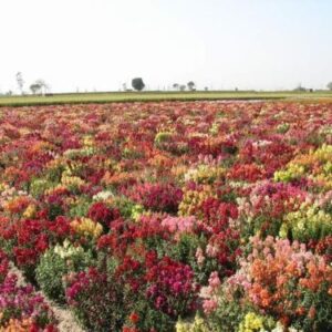 Antirrhinum Dwarf Tom Thumb