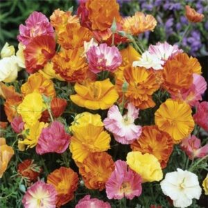 California Poppy Ballerina Mix
