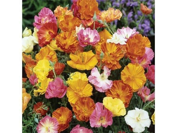 California Poppy Ballerina Mix