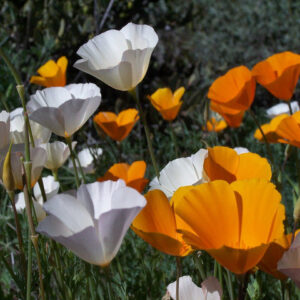 California Poppy Single Mix