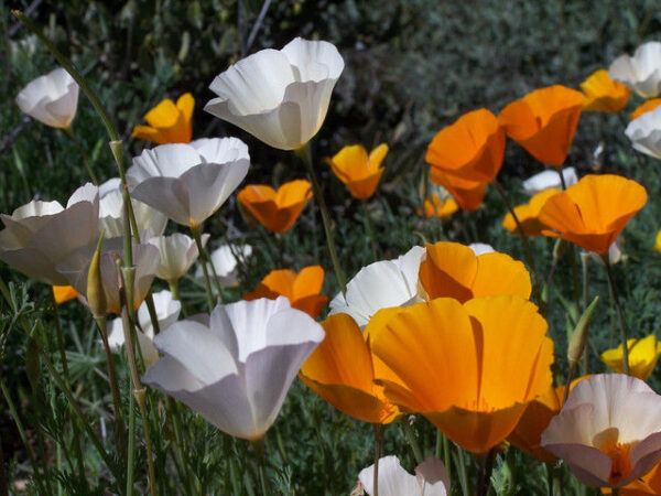 California Poppy Single Mix