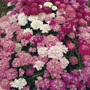 Candytuft Iberis Umbellata Dwarf Fairy Mix
