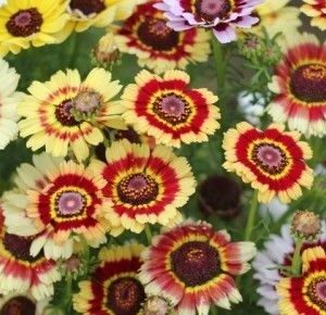 Chrysanthemum Carinatum Painted Daisy