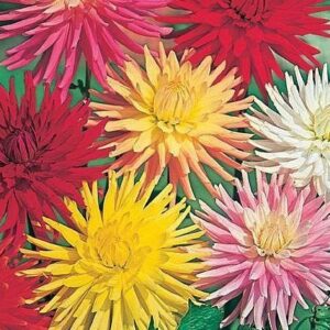 Dahlia Cactus Hybrids Mixed