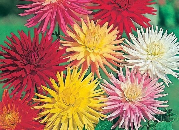 Dahlia Cactus Hybrids Mixed