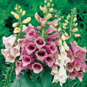 Digitalis Foxglove Foxy Mixed Colors