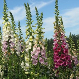 Digitalis Purpurea Foxglove Mixed Colours