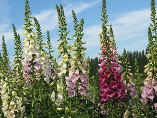 Digitalis Purpurea Foxglove Mixed Colours