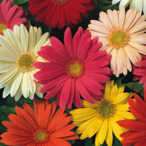Gerbera Jamesonii Hybrids Mix