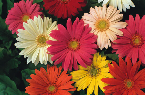 Gerbera Jamesonii Hybrids Mix