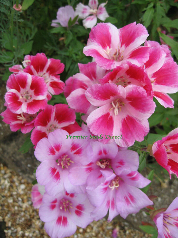 Godetia Dwarf Clarkia Amoena - Image 2