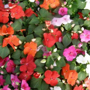 Impatiens Busy Lizzie Dwarf Mix