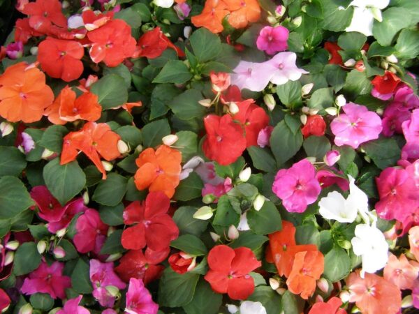 Impatiens Busy Lizzie Dwarf Mix