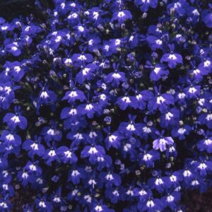 Lobelia Trailing Sapphire