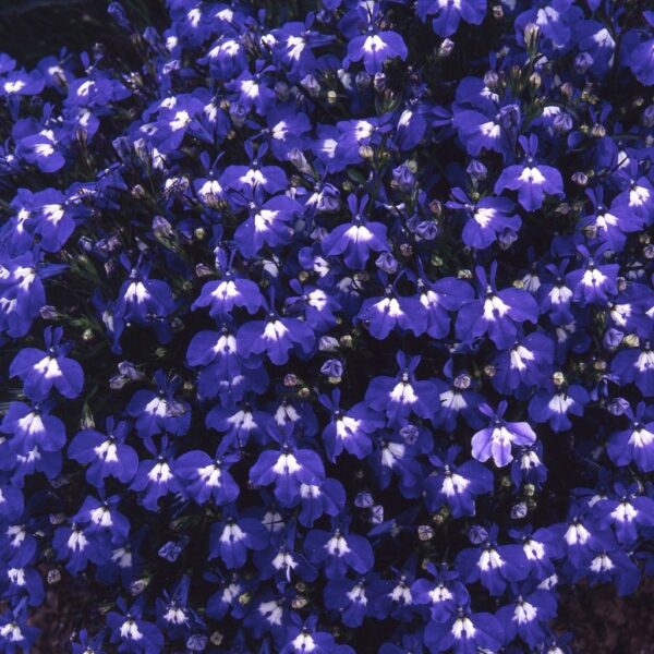 Lobelia Trailing Sapphire