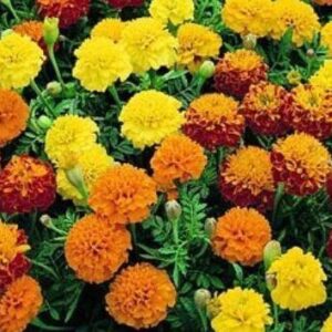 French Petite Mix Marigold Dwarf
