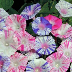 Morning Glory Ipomoea Purpurea Carnevale Di Venezia