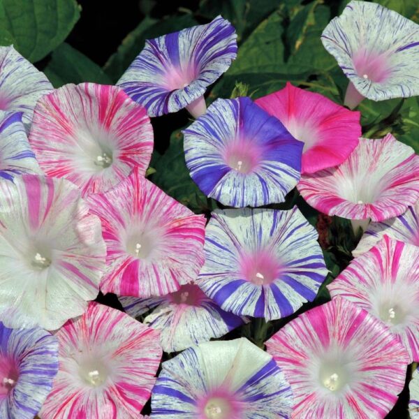 Morning Glory Ipomoea Purpurea Carnevale Di Venezia