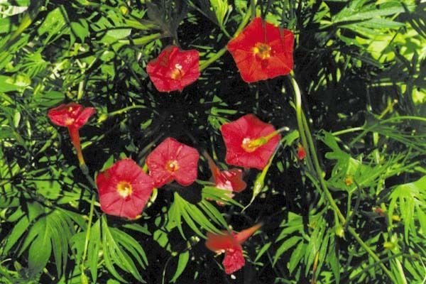 Morning Glory Ipomoea Quamoclit Red Feather