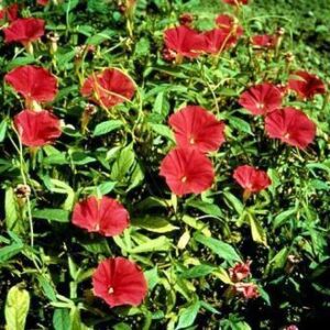 Morning Glory Ipomoea Scarlet O'Hara
