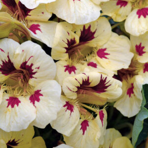 Nasturtium Ladybird Cream Purple Spot