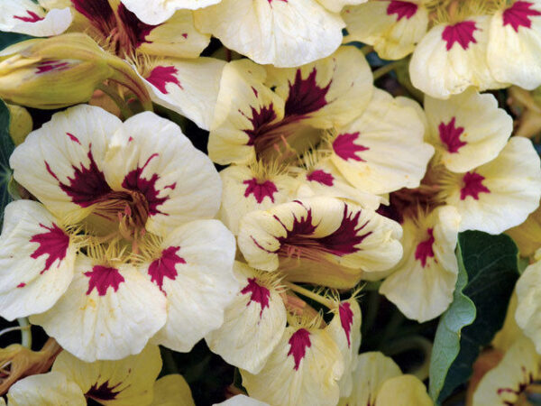 Nasturtium Ladybird Cream Purple Spot