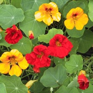 Nasturtium Tropaeolum Jewel Mix