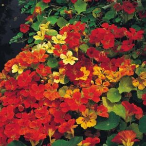 Nasturtium Climbing Gleam Hybrids