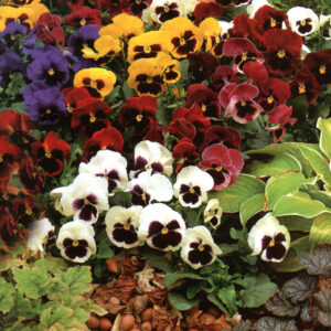 Pansy Giant Swiss Mixed