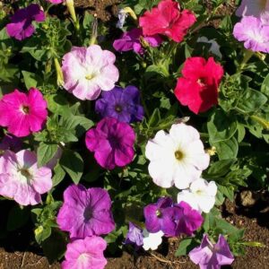 Petunia Nana Compacta Mixed