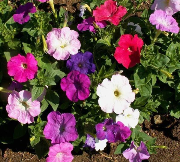 Petunia Nana Compacta Mixed