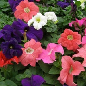Petunia Nana Compacta Pendula Mix