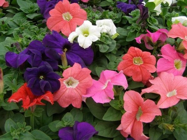 Petunia Nana Compacta Pendula Mix