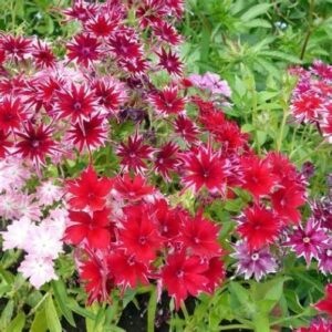 Phlox Cuspidate Twinkle Mixed