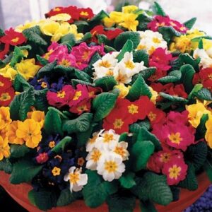 Primrose Crown Mixed