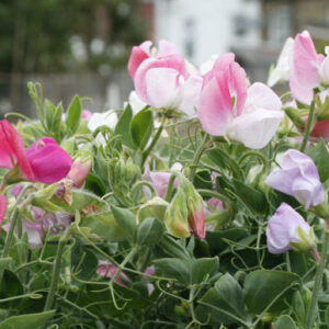 Sweet Pea Dwarf Cupid Mix
