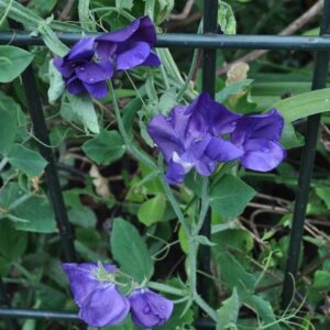Sweet Pea Royal Family Blue