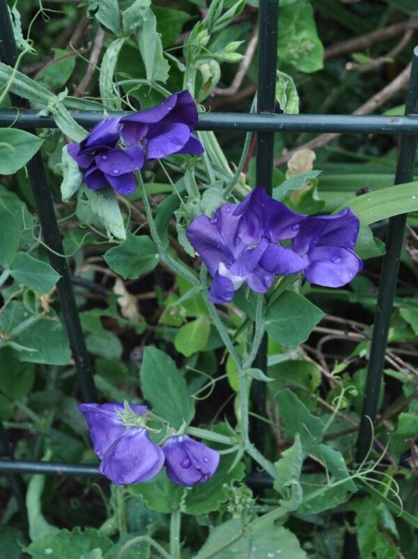 Sweet Pea Royal Family Blue