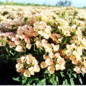 Verbena Hybrida Apricot