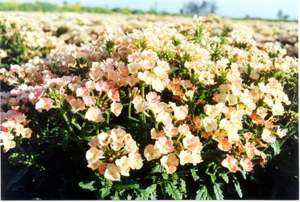 Verbena Hybrida Apricot