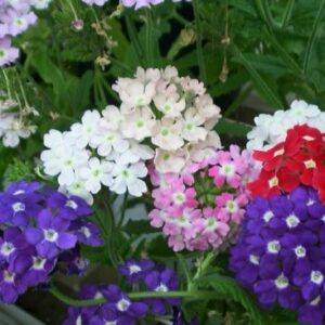 Verbena Hybrida Ideal Florist Mix