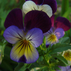 Viola Helens Mount Johnny Jump Up
