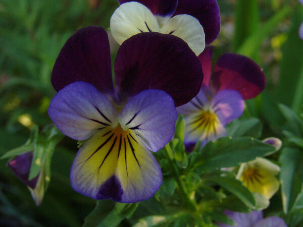 Viola Helens Mount Johnny Jump Up
