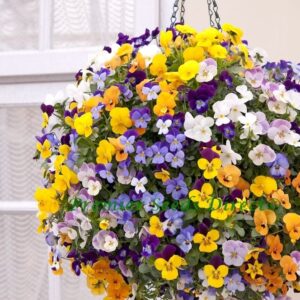 Viola Cornuta Winter Trailing Teardrops F1 Mix