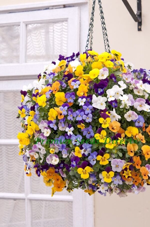 Viola Cornuta Winter Trailing Teardrops F1 Mix