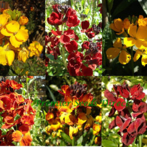 Wallflower English Bedding Mixed