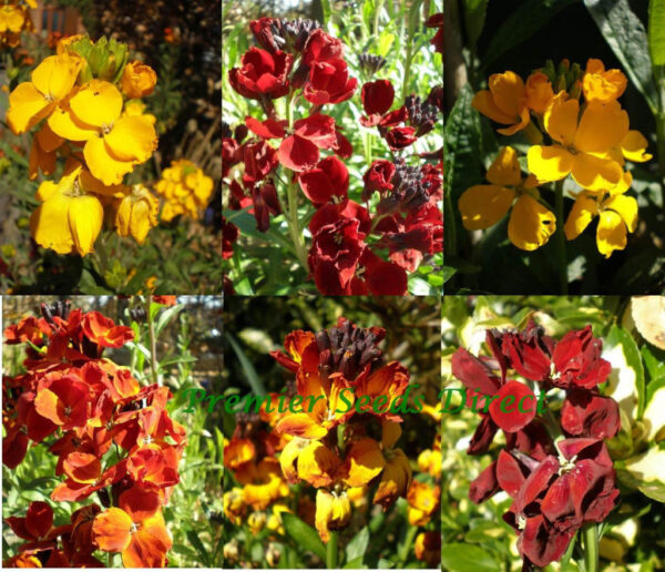 Wallflower English Bedding Mixed